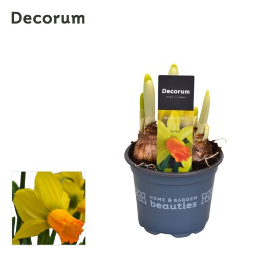 Narcissus cyclamineus Jetfire, P 9 - Image 2