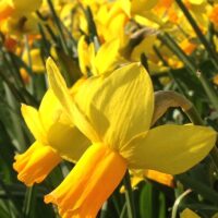 Narcissus cyclamineus Jetfire, P 9