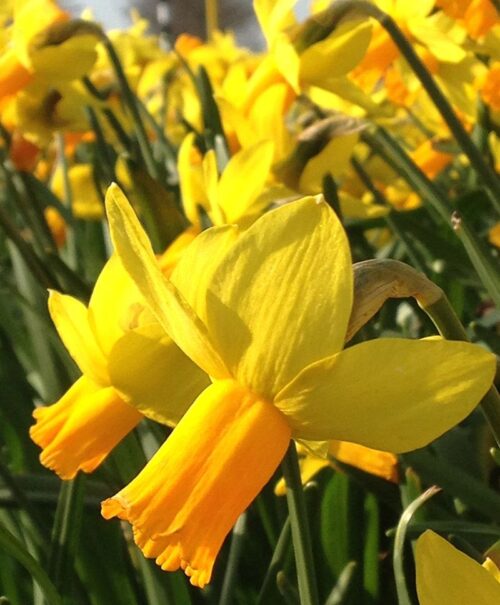 Narcissus cyclamineus Jetfire, P 9 - Image 1