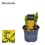 Narcissus cyclamineus 'Tete a Tete' - Obrázek 4