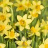 Narcissus cyclamineus 'Tete a Tete' - P 9