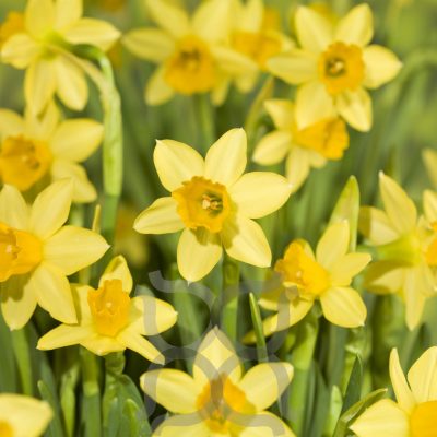 Narcissus cyclamineus 'Tete a Tete'