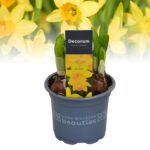 Narcissus cyclamineus 'Tete a Tete' - Obrázek 3