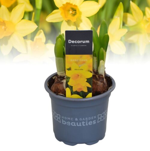 Narcissus cyclamineus 'Tete a Tete' - Obrázek 3