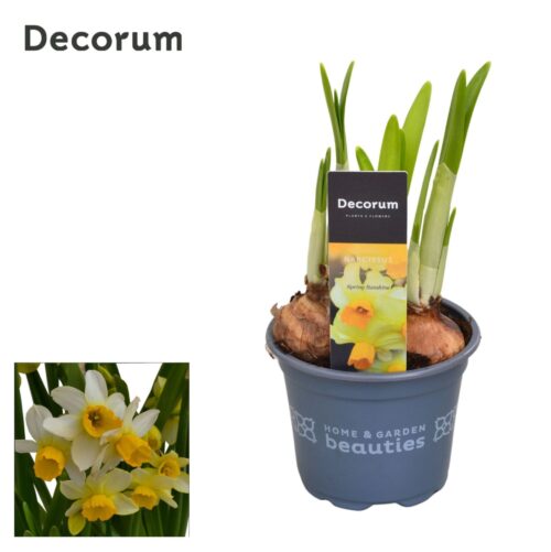 Narcissus cyclamineus 'Spring Sunshine' - Obrázek 1