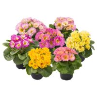 PRIMULA vulgaris ´Elodie´  P11