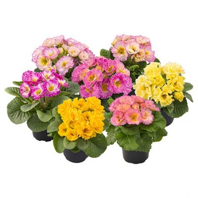 PRIMULA vulgaris ´Elodie´  P11