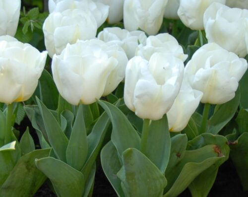 Tulipa 'Calgary' - Obrázek 1