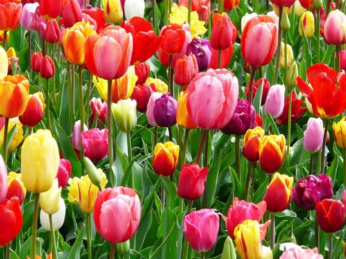 Tulipa gesneriana - Obrázek 1