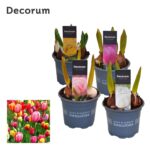 Tulipa gesneriana - Obrázek 2