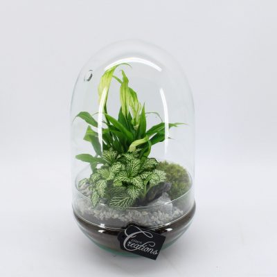Terrarium Green Essentials sklo, P 17