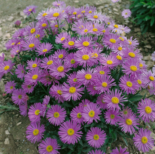 Aster alpinus 'Violet' - Obrázek 1