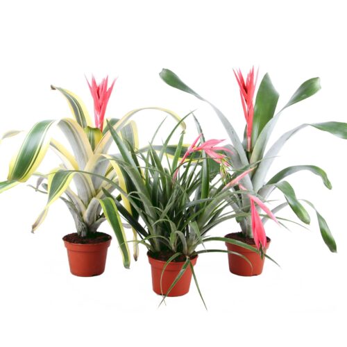 Aechmea 'Bromelia'-mix - Image 1