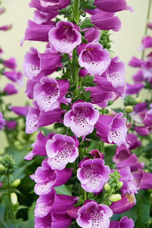 Digitalis purpurea 'Dalmatian Purple' - Obrázek 1