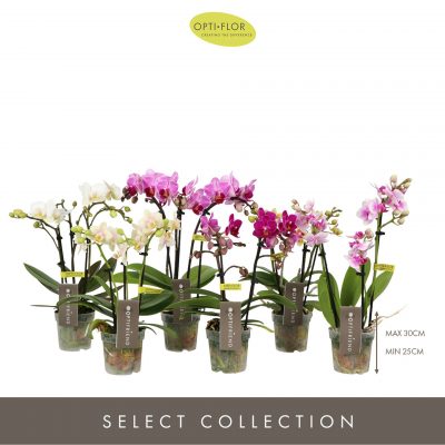 Phalaenopsis Orchidej-3 výhony