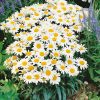 Leucanthemum maximum 'Snow Lady' - Kontejner, pr.9 cm