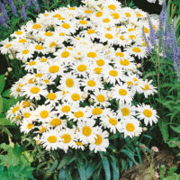 Leucanthemum maximum 'Snow Lady'