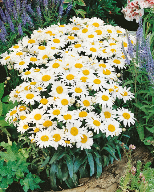 Leucanthemum maximum 'Snow Lady' - Obrázek 1