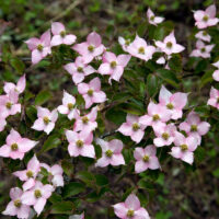 Cornus kousa 'Beni-fuji'
