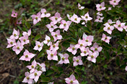 Cornus kousa 'Beni-fuji' - Obrázek 1