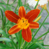 Hemerocallis hybrida 'Sammy Russel'