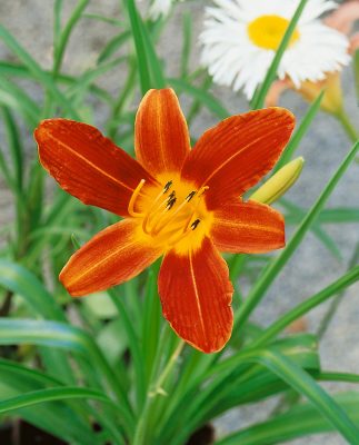 Hemerocallis hybrida 'Sammy Russel'