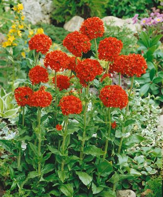 Lychnis chalcedonica 'Red'