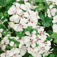 Pelargonium peltatum 10-pack, jednoduché bílé