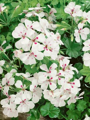 Pelargonium peltatum 10-pack, jednoduché bílé