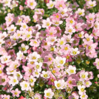 Saxifraga arendsii 'Strawberry Cream'