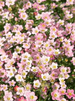 Saxifraga arendsii 'Strawberry Cream'