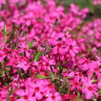 Phlox subulata 'Atropurpurea'