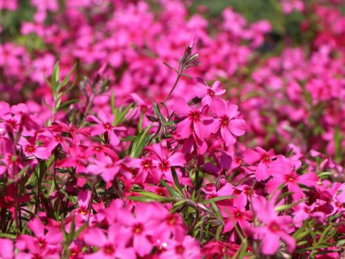 Phlox subulata 'Atropurpurea' - Obrázek 1