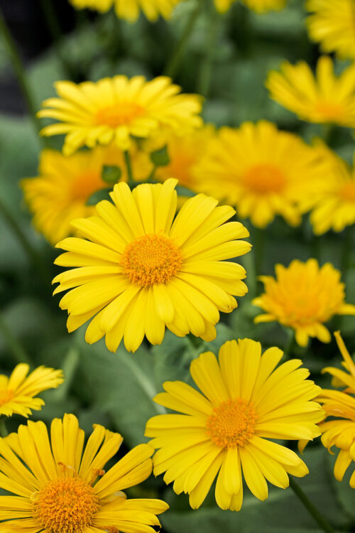 Doronicum orientale - Obrázek 1