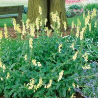 Digitalis grandiflora