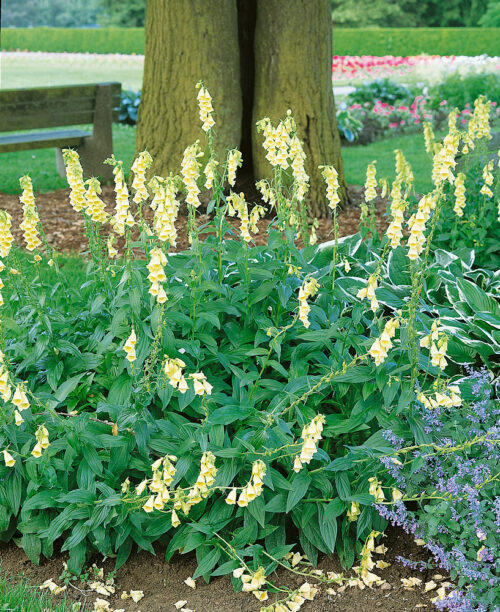 Digitalis grandiflora - Obrázek 1