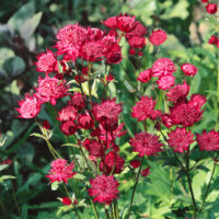 Astrantia major 'Claret'