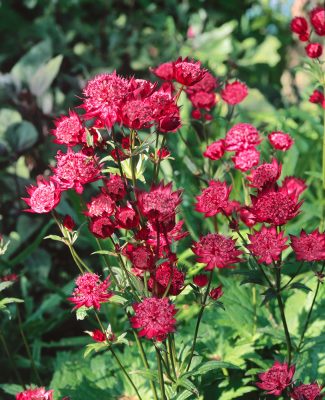Astrantia major 'Claret'