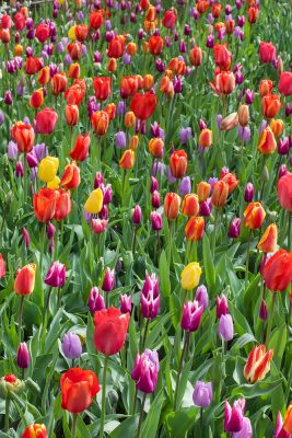 TULIPÁN HR - mix barev