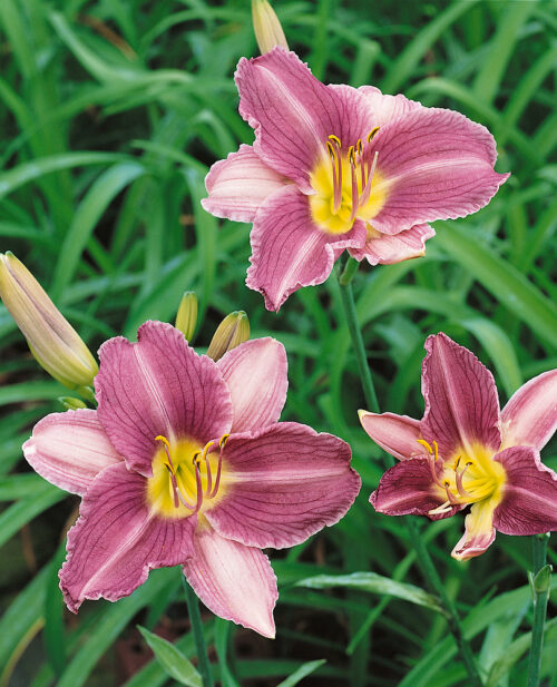 Hemerocallis hybrida 'Prairie Blue Eyes' - Obrázek 1