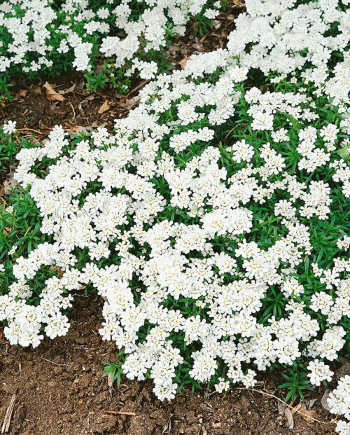 Iberis sempervirens 'Whiteout' - Obrázek 1