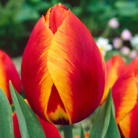 Tulipa 'Flair'
