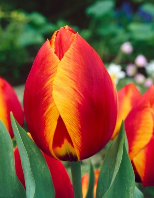 Tulipa 'Flair'