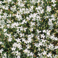 Dianthus deltoides 'White'