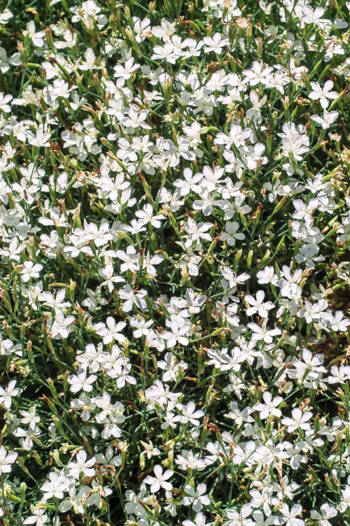 Dianthus deltoides 'White' - Obrázek 1