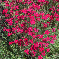 Dianthus deltoides 'Leuchtfunk'