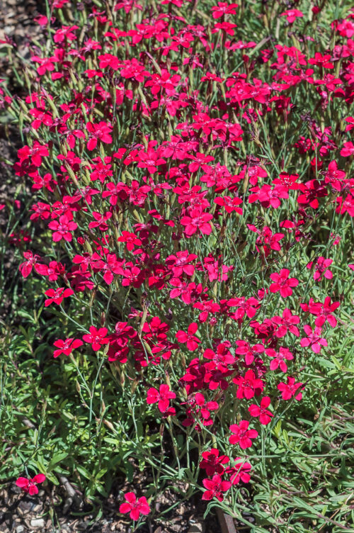 Dianthus deltoides 'Leuchtfunk' - Obrázek 1
