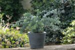 Eucalyptus pulverulenta 'Baby Blue'®