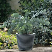 Eucalyptus pulverulenta 'Baby Blue'®