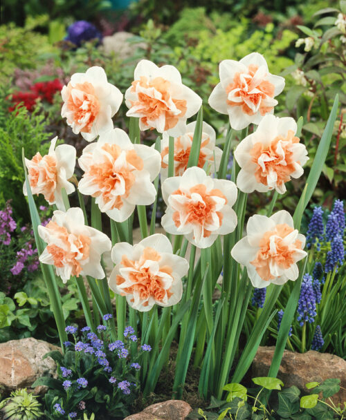 Narcissus 'Delashaugh' - Obrázek 1